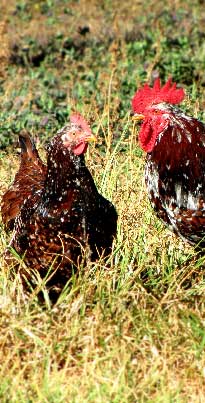 Karoo Farm Chickens